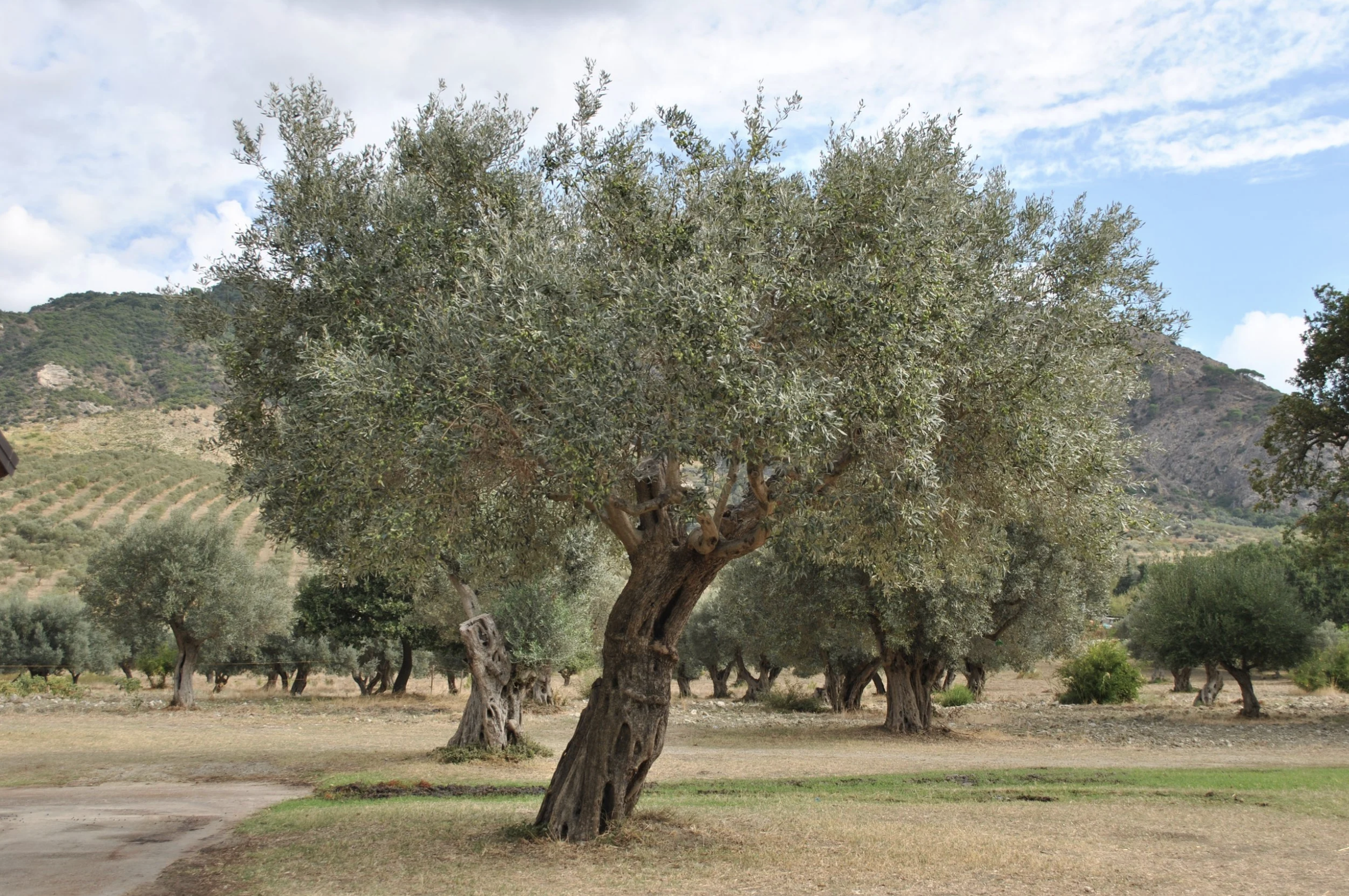 Taste Calabria