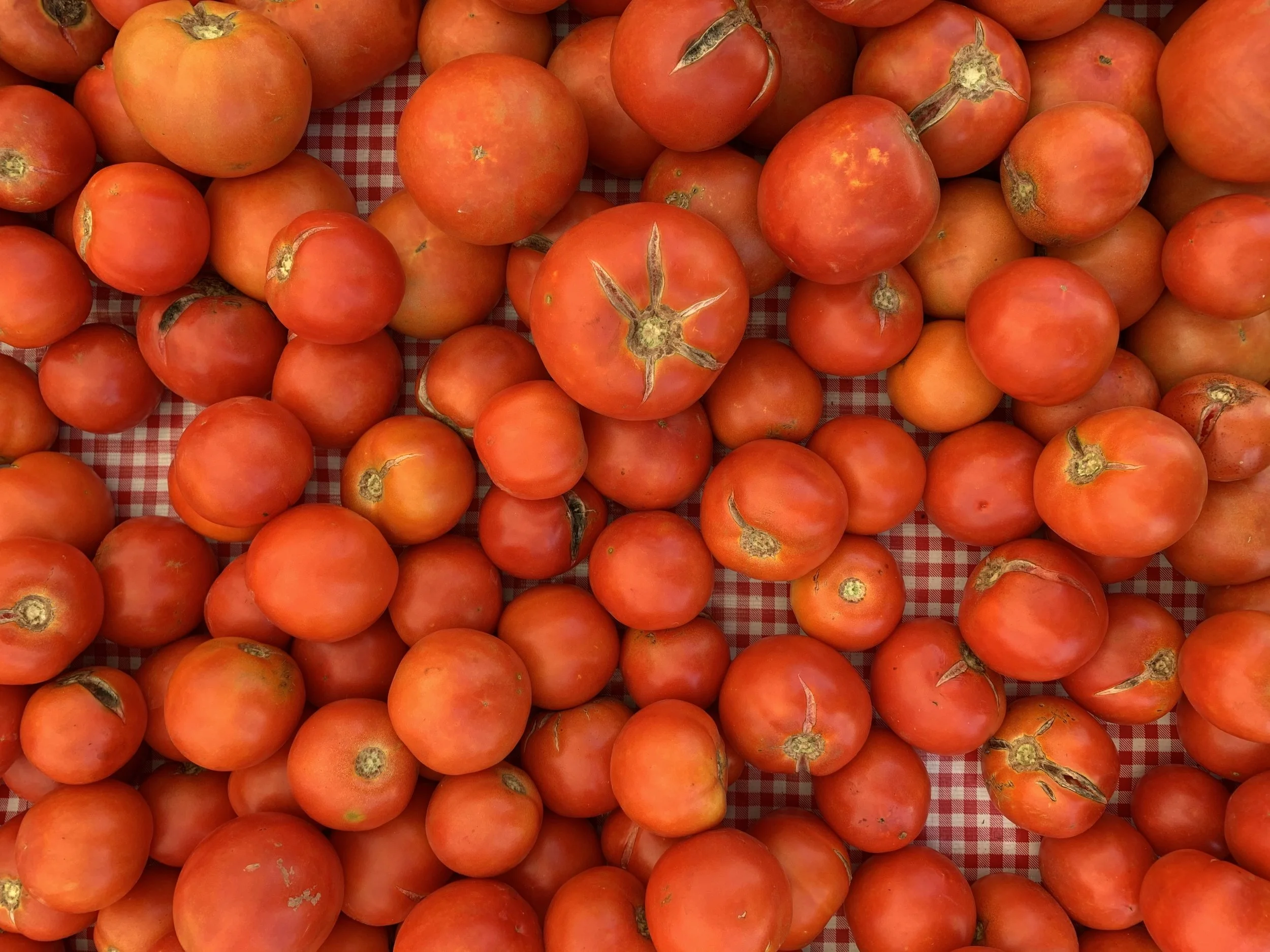 Why We Call It “Ugly”. The Story Behind Our Upcycled Tomato Sauce.