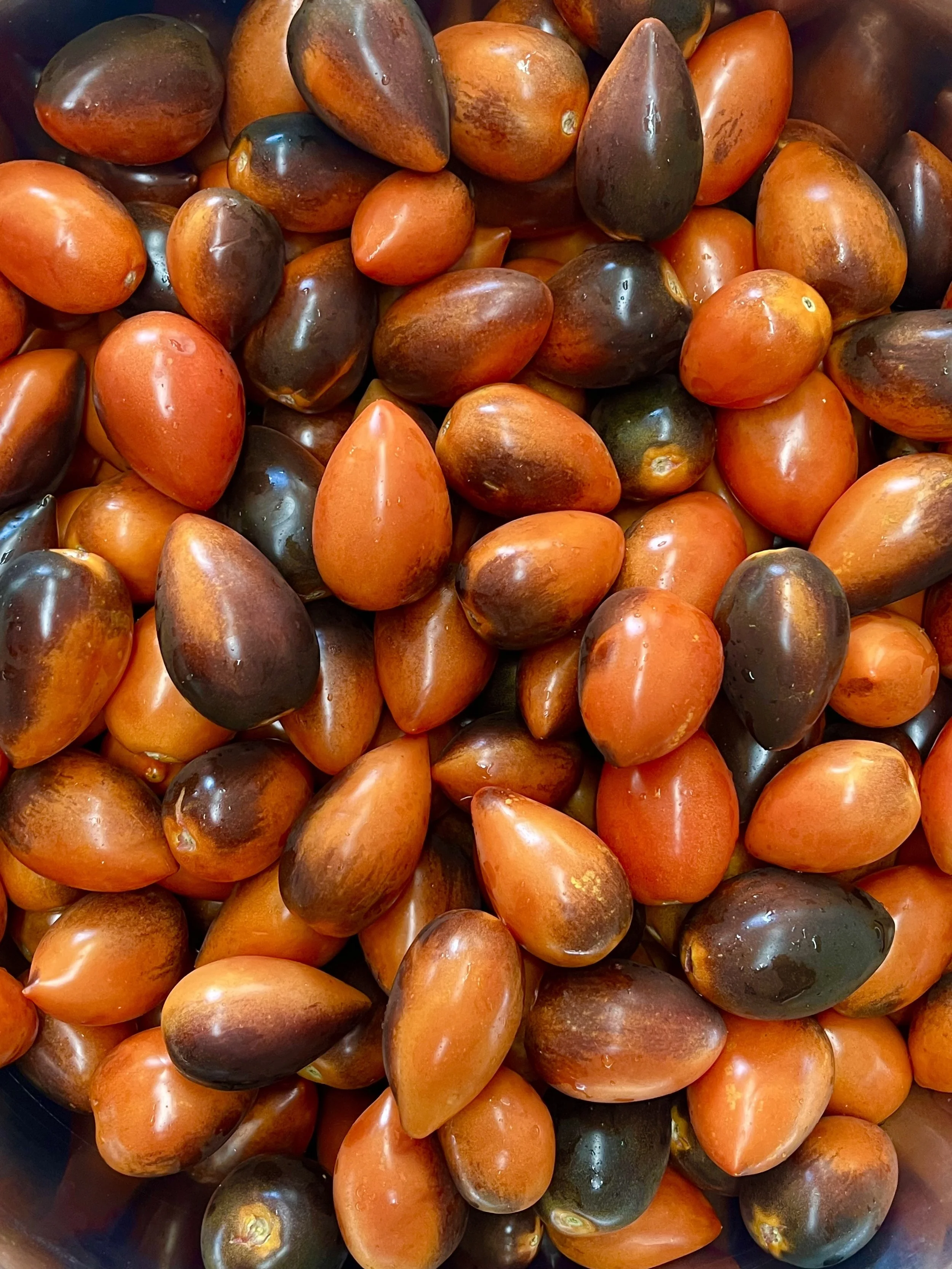 Midnight_Romas.jpg