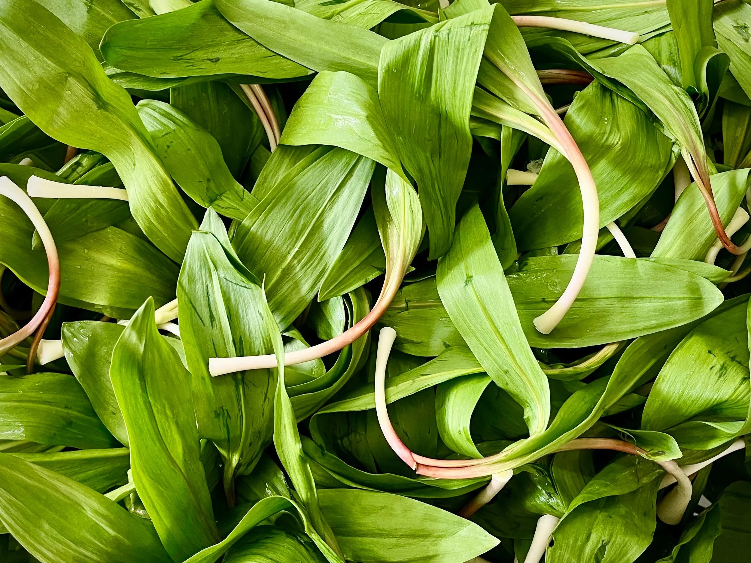 RAMPS.jpg