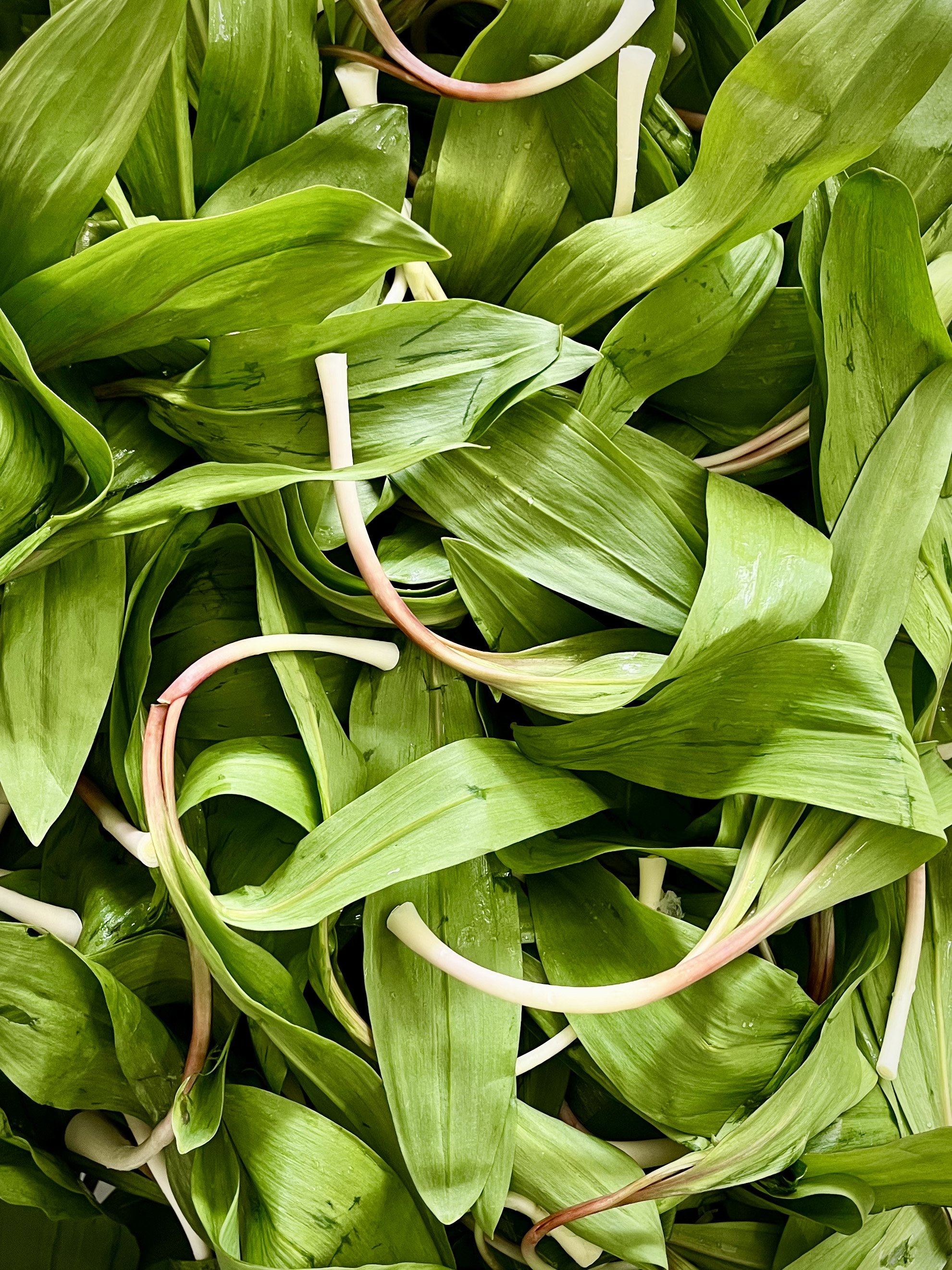RAMPS.jpg