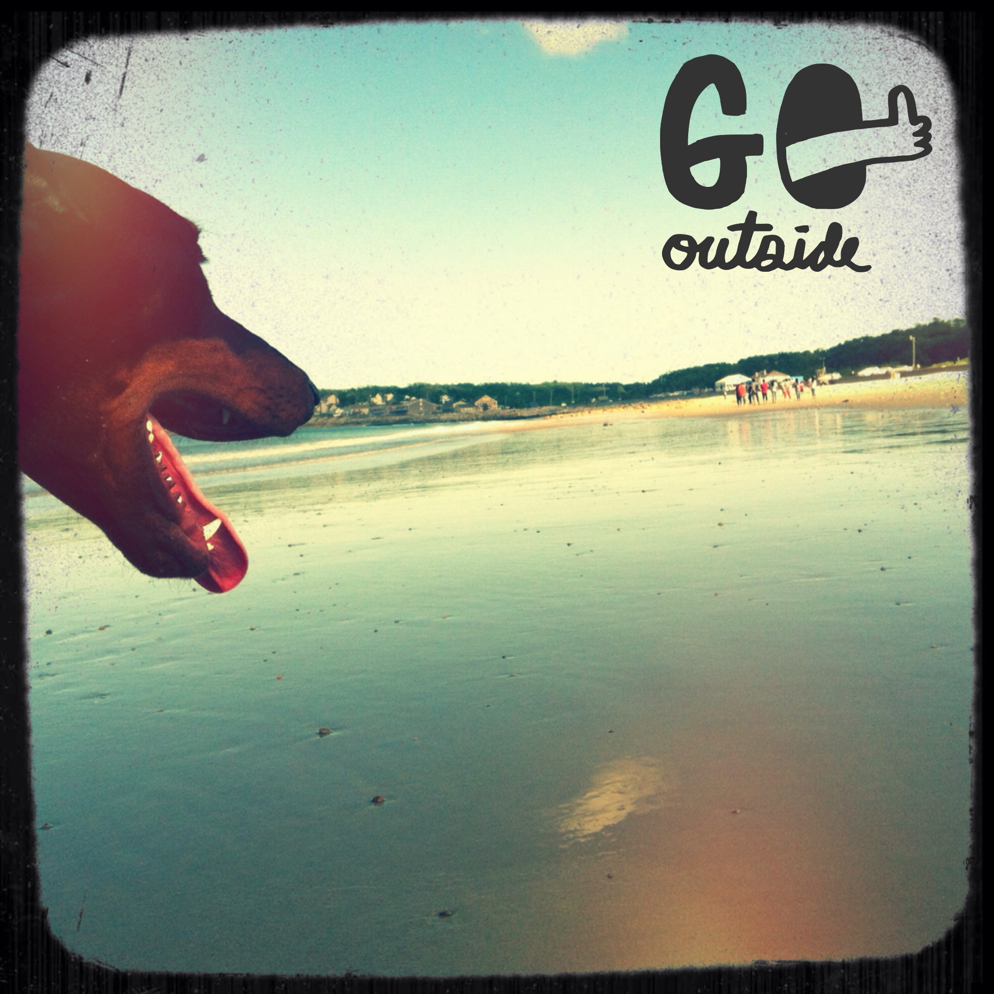 Gita's dog, Ranger, enjoy beach walks!