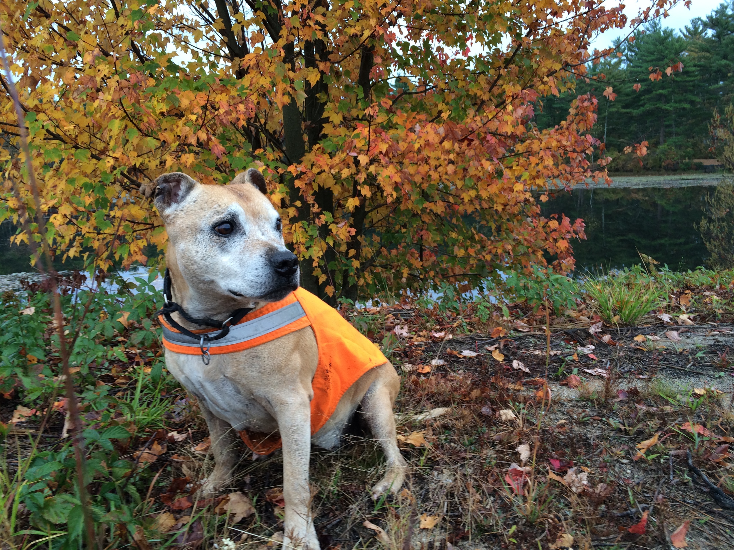 Lucy the Wonder Dog loves stopping in the woods!