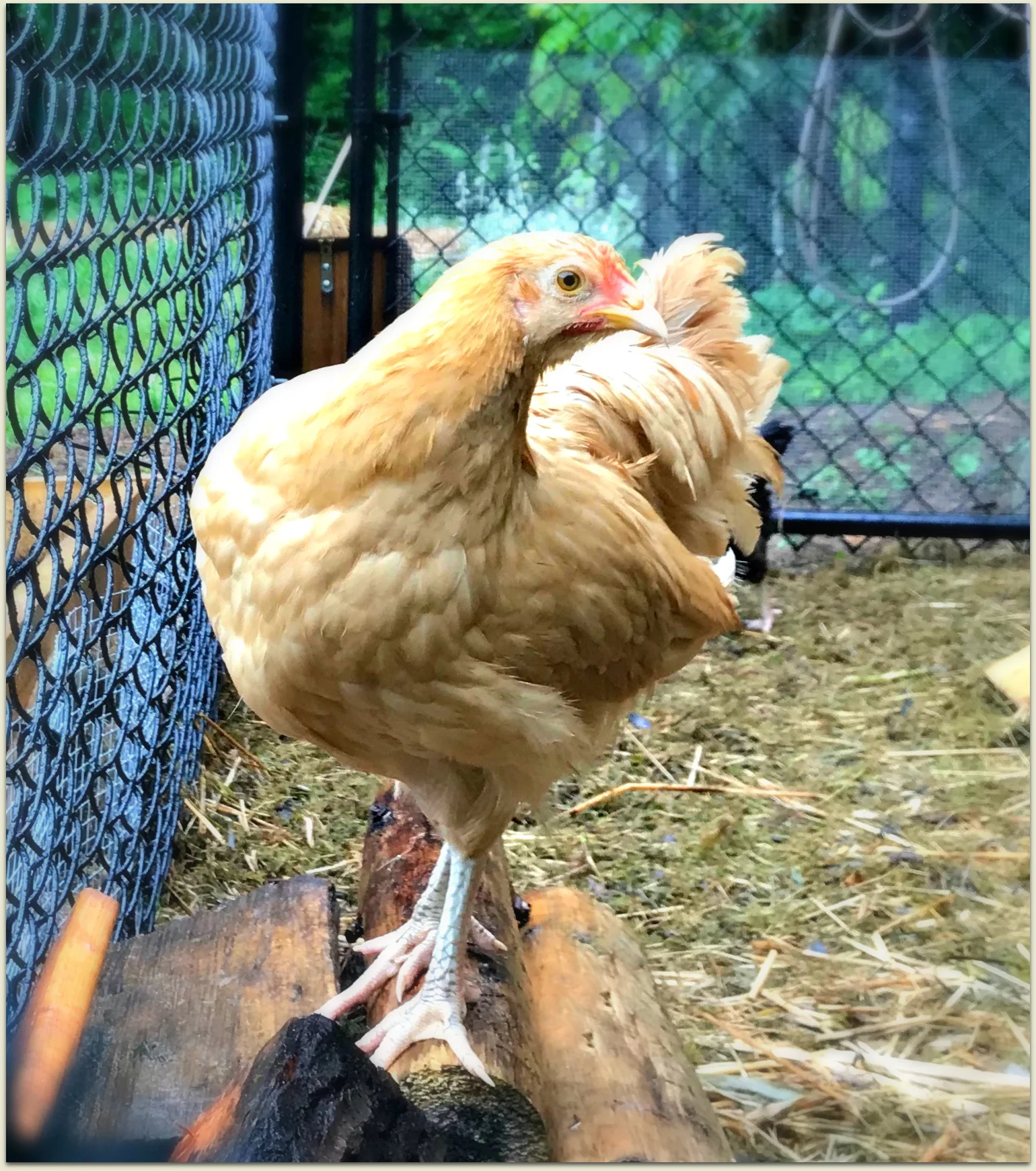 Hen.jpg