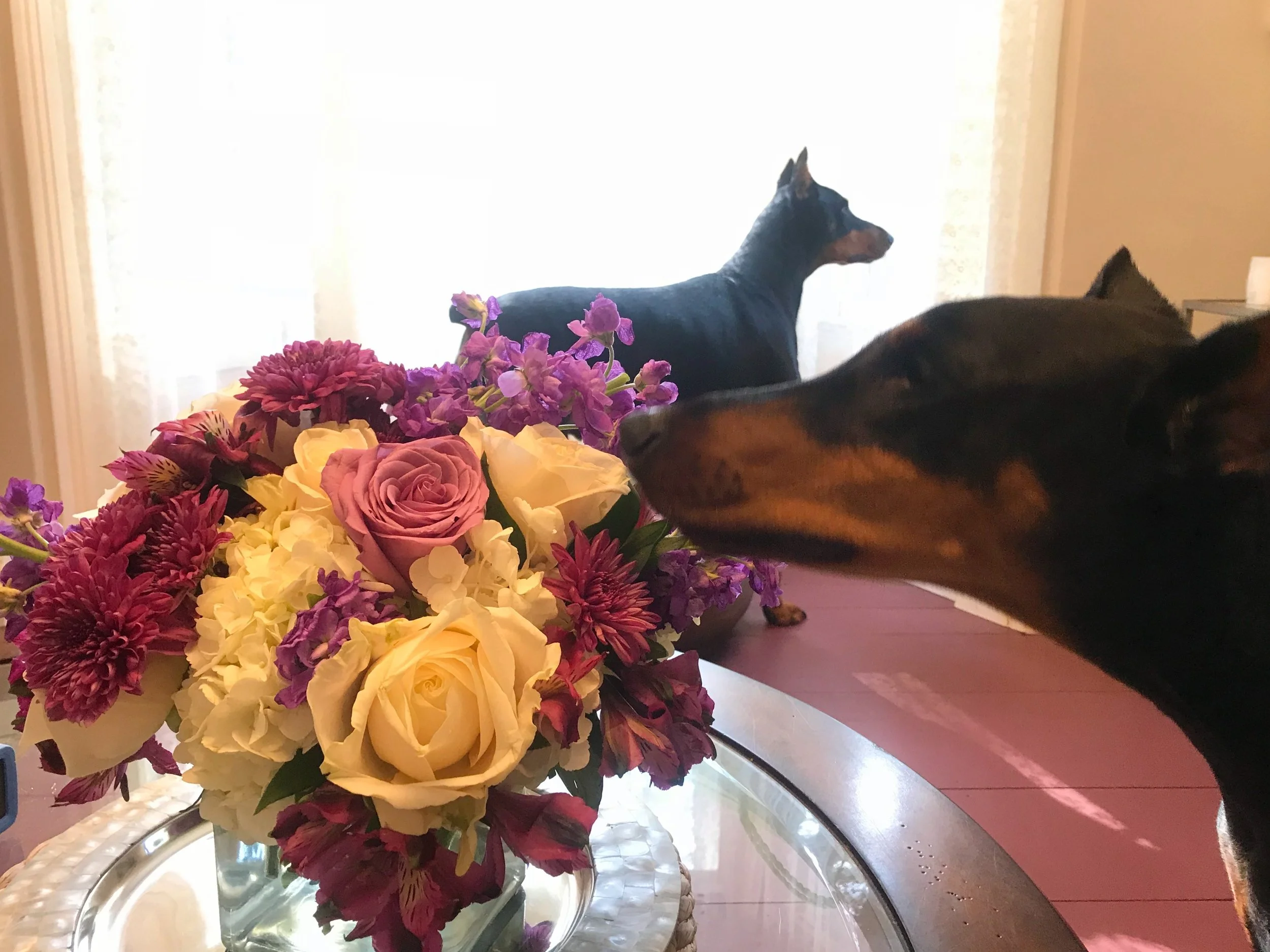 One of my adult yoga students brought these flowers for our altar. After our class ended I brought the dogs in from the kennels and Zoë made a beeline for the bouquet! I think she could feel all the good juju in the room!