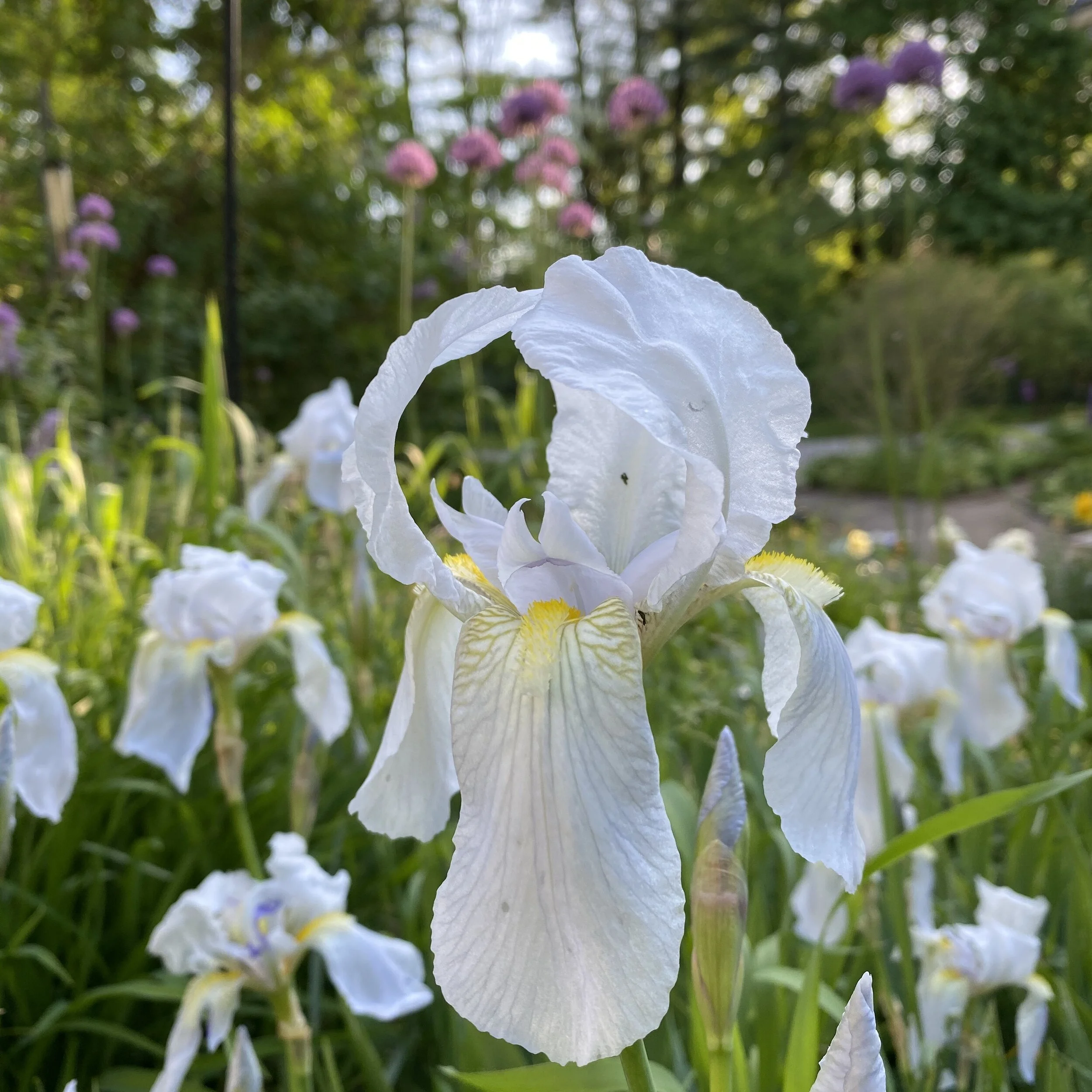 Nature therapy-relax with springtime at Three Dog Farm