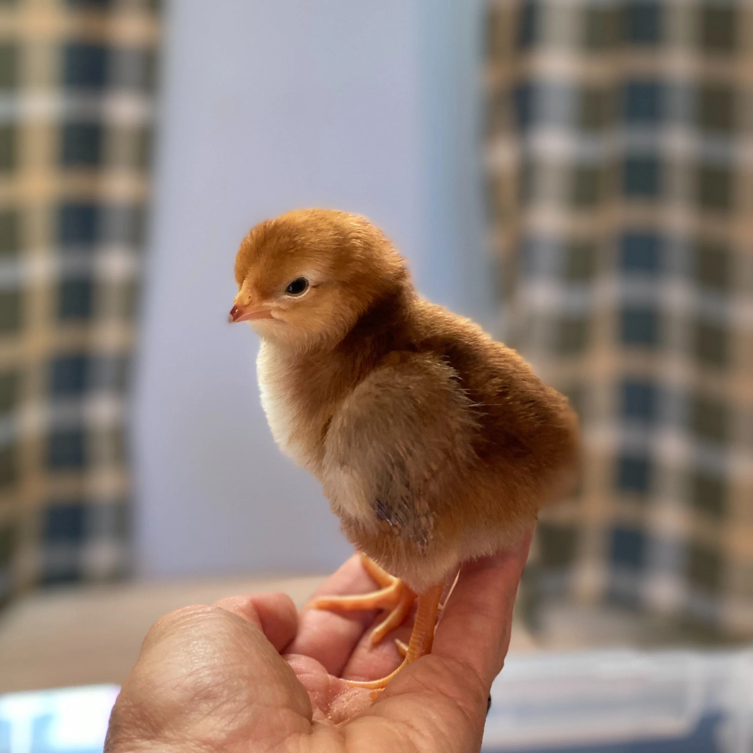 Guaranteed Mood Boost!