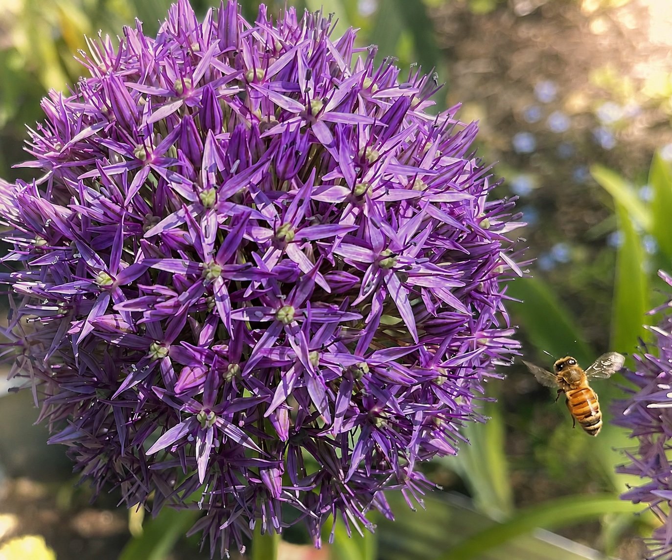 Bee in Allium.jpg