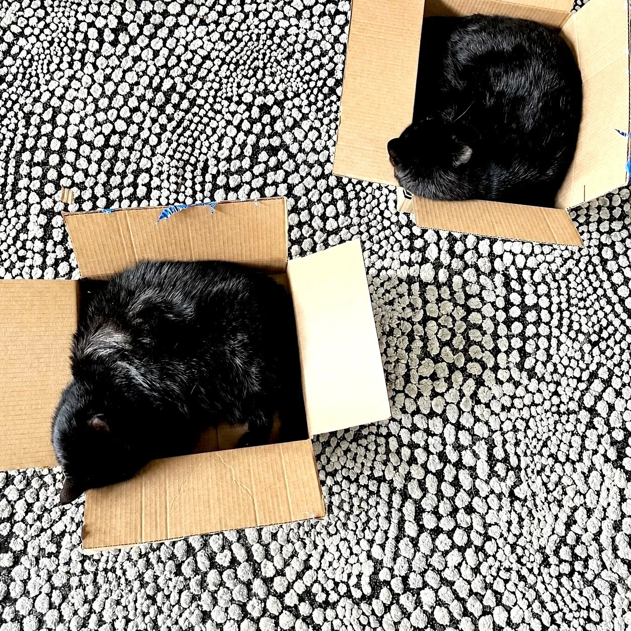 Kitties+in+boxes.jpg