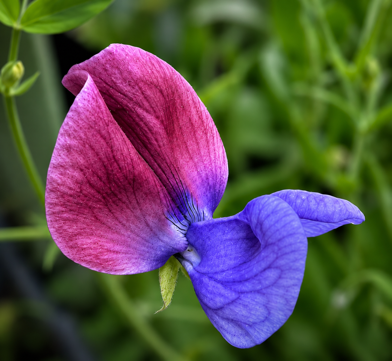 Sweet pea.png