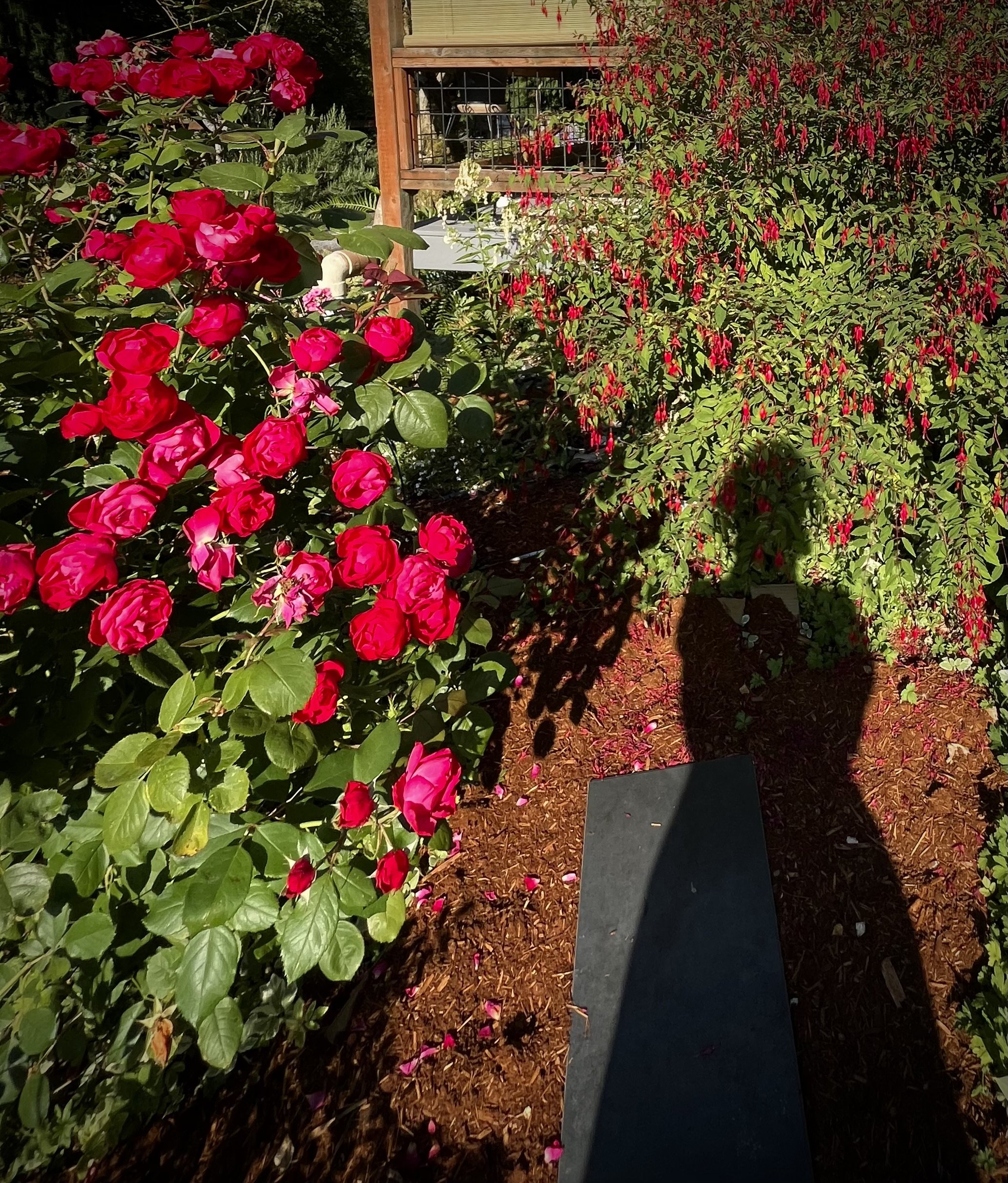 IMG_1981.jpeg