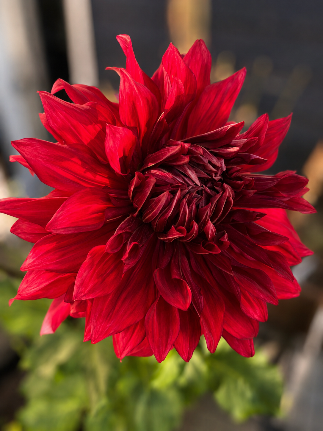 Dahlia_Red.png
