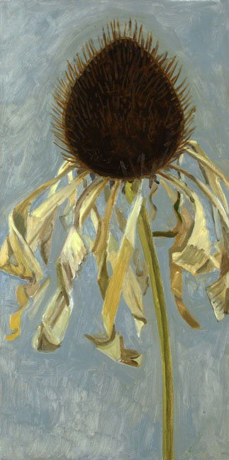 Dried Echinacea