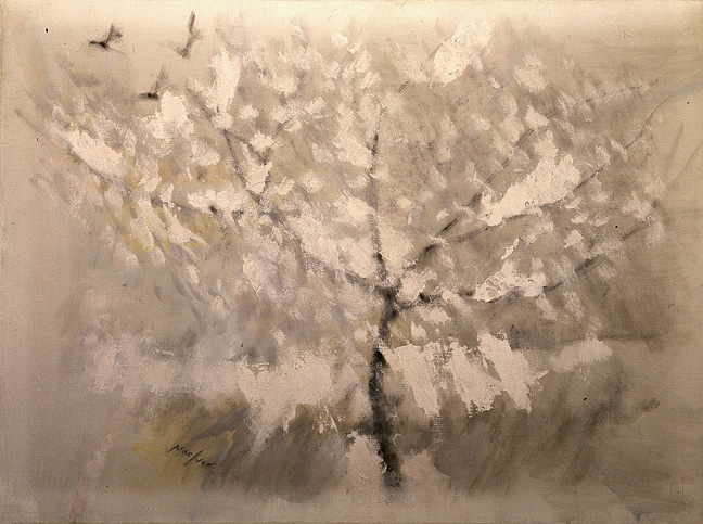Cerisier Sous la Neige