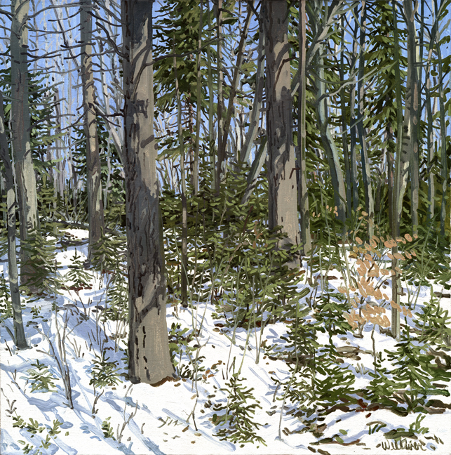 Study for Little Spruce