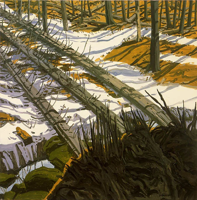 Study for Fallen Firs