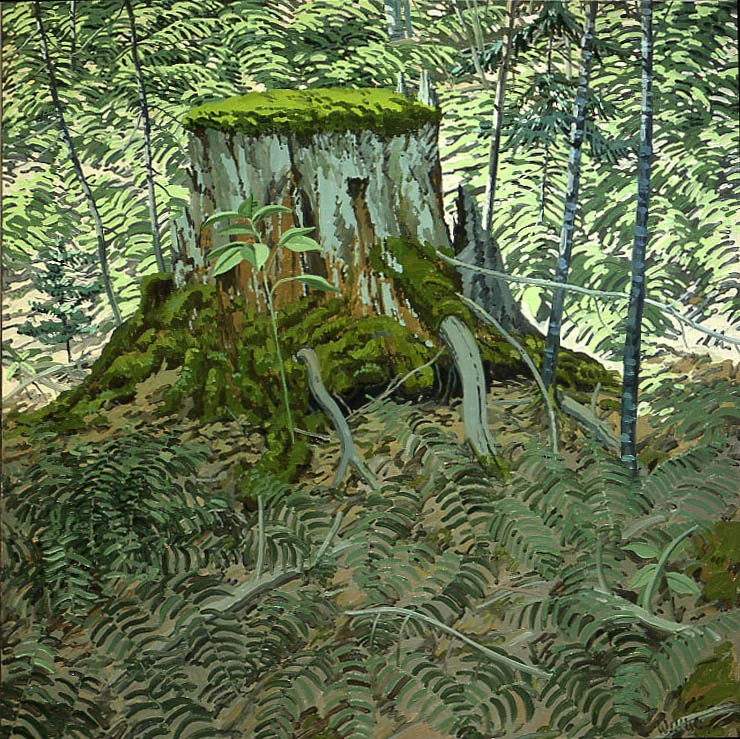 NW241_StumpFern.jpg