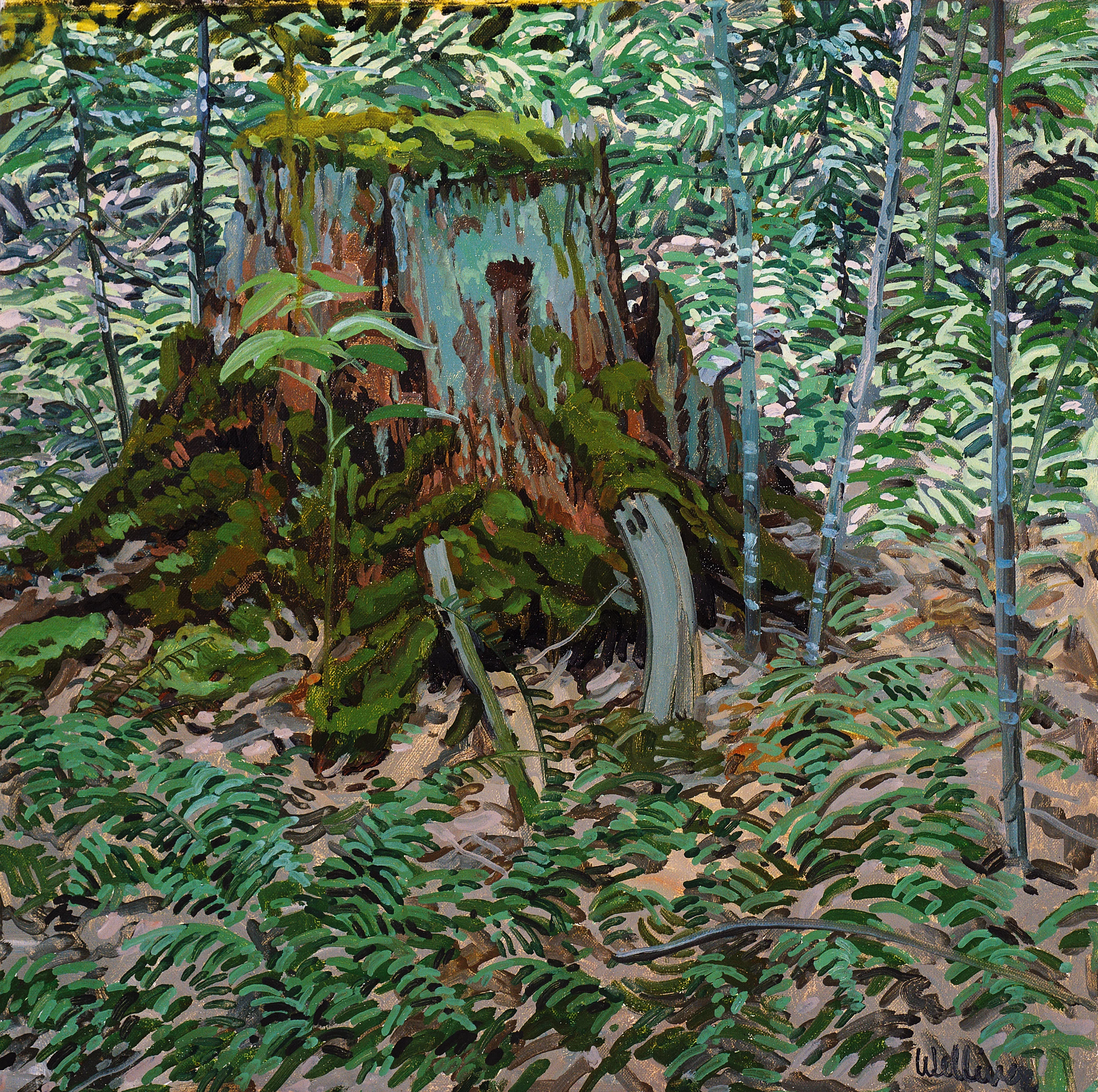 SF_StumpFerns.jpg
