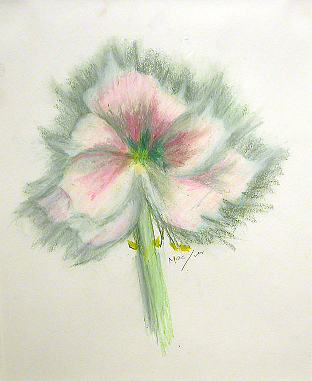 LM548_Amaryllis.jpg