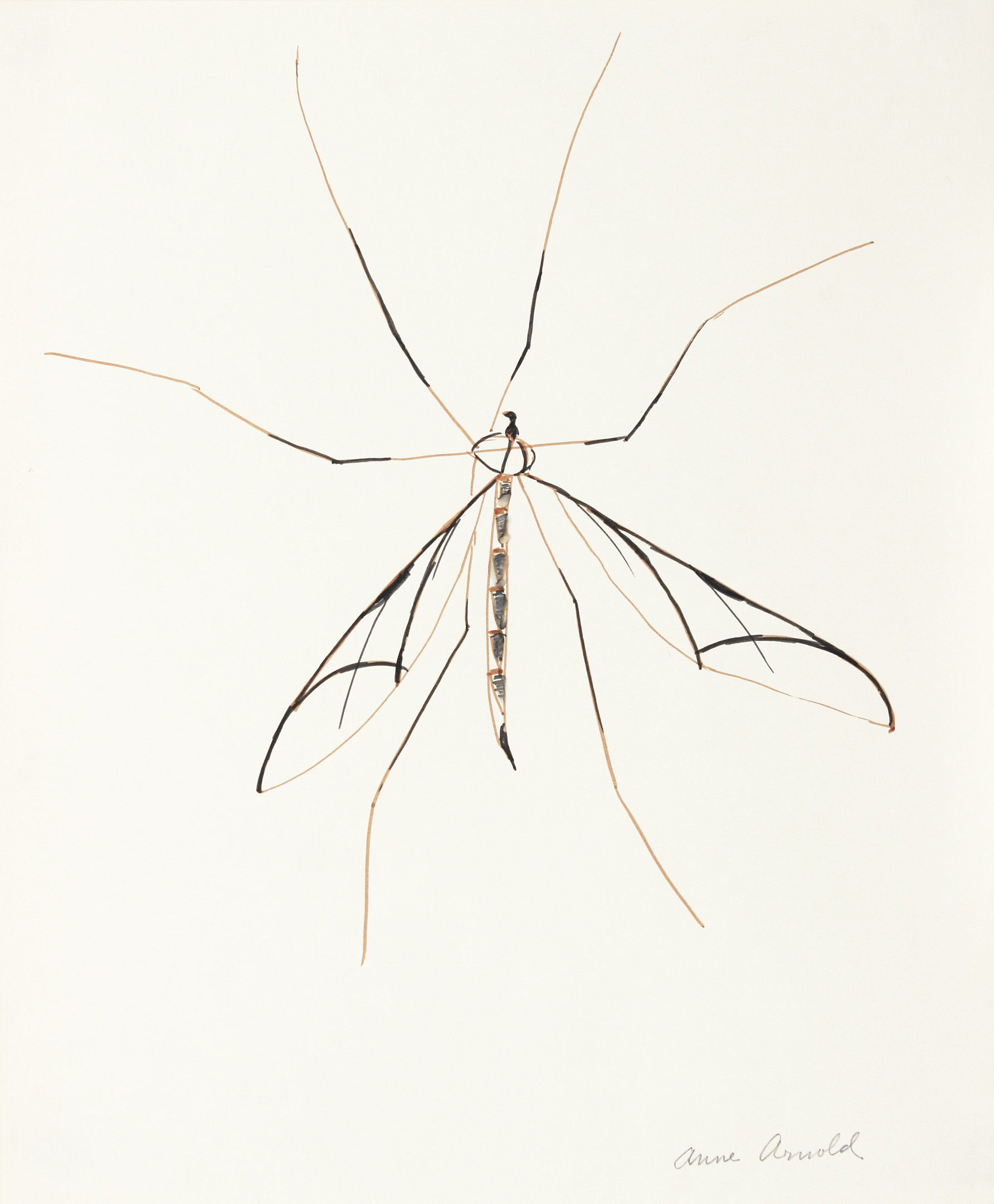 Mosquito
