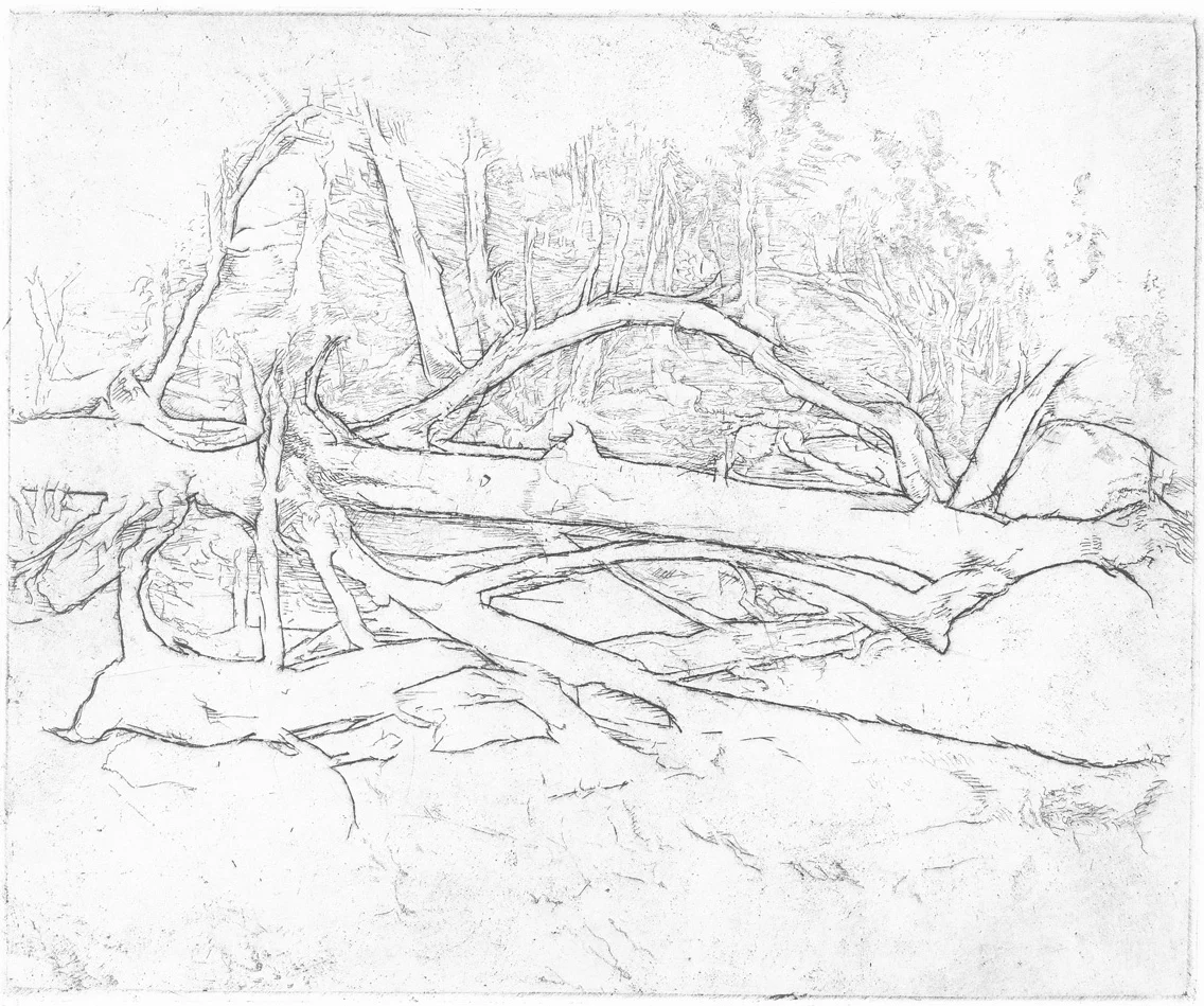 Fallen Trees