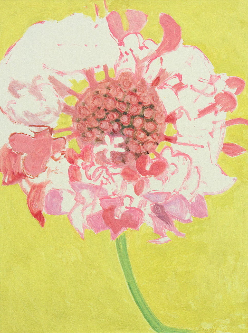 Pink Scabiosa