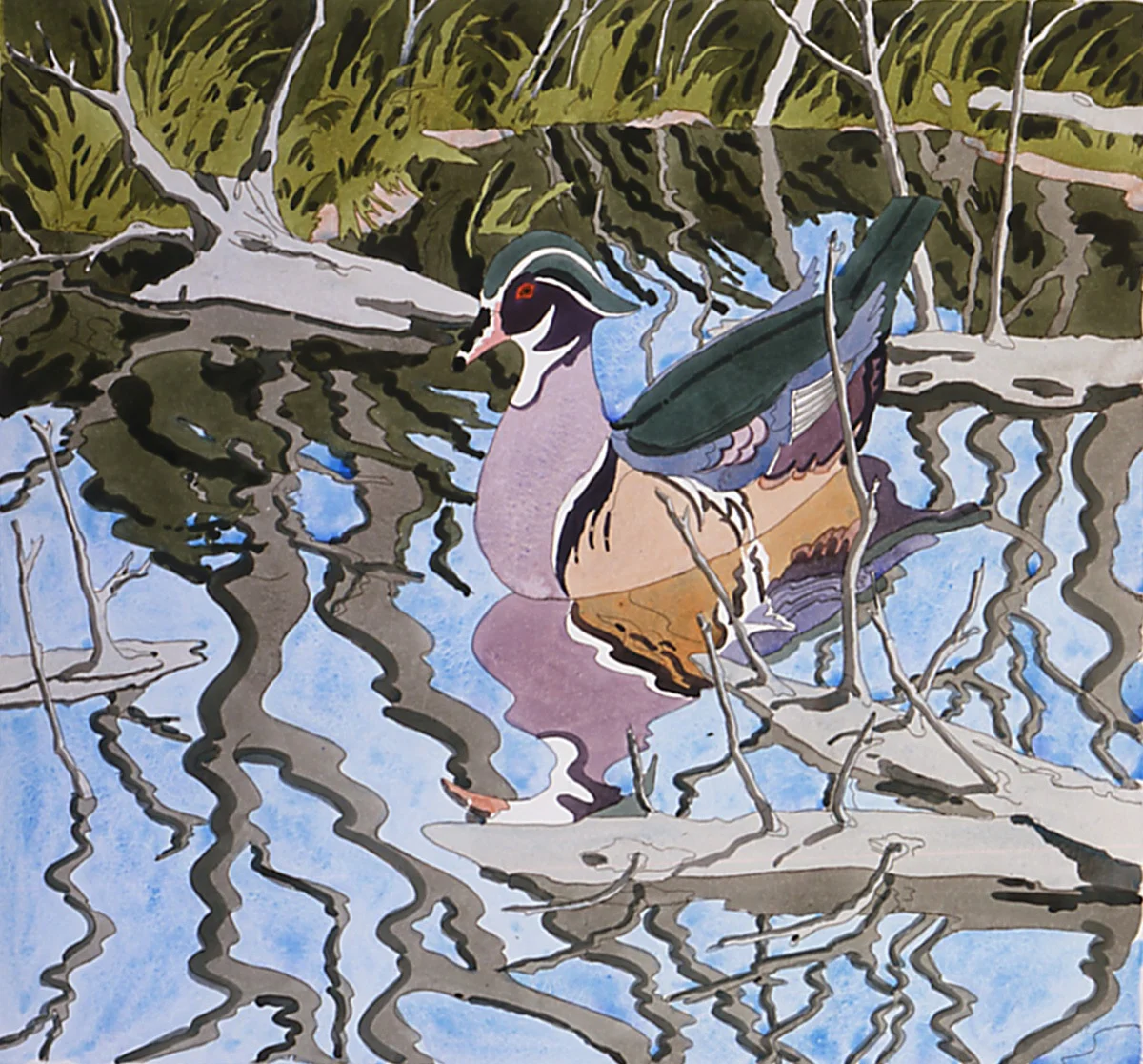 Wood Duck