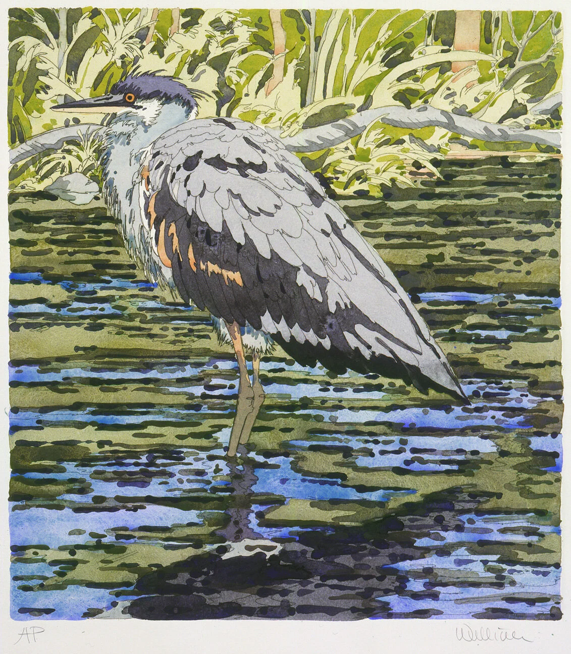 Immature Great Blue Heron