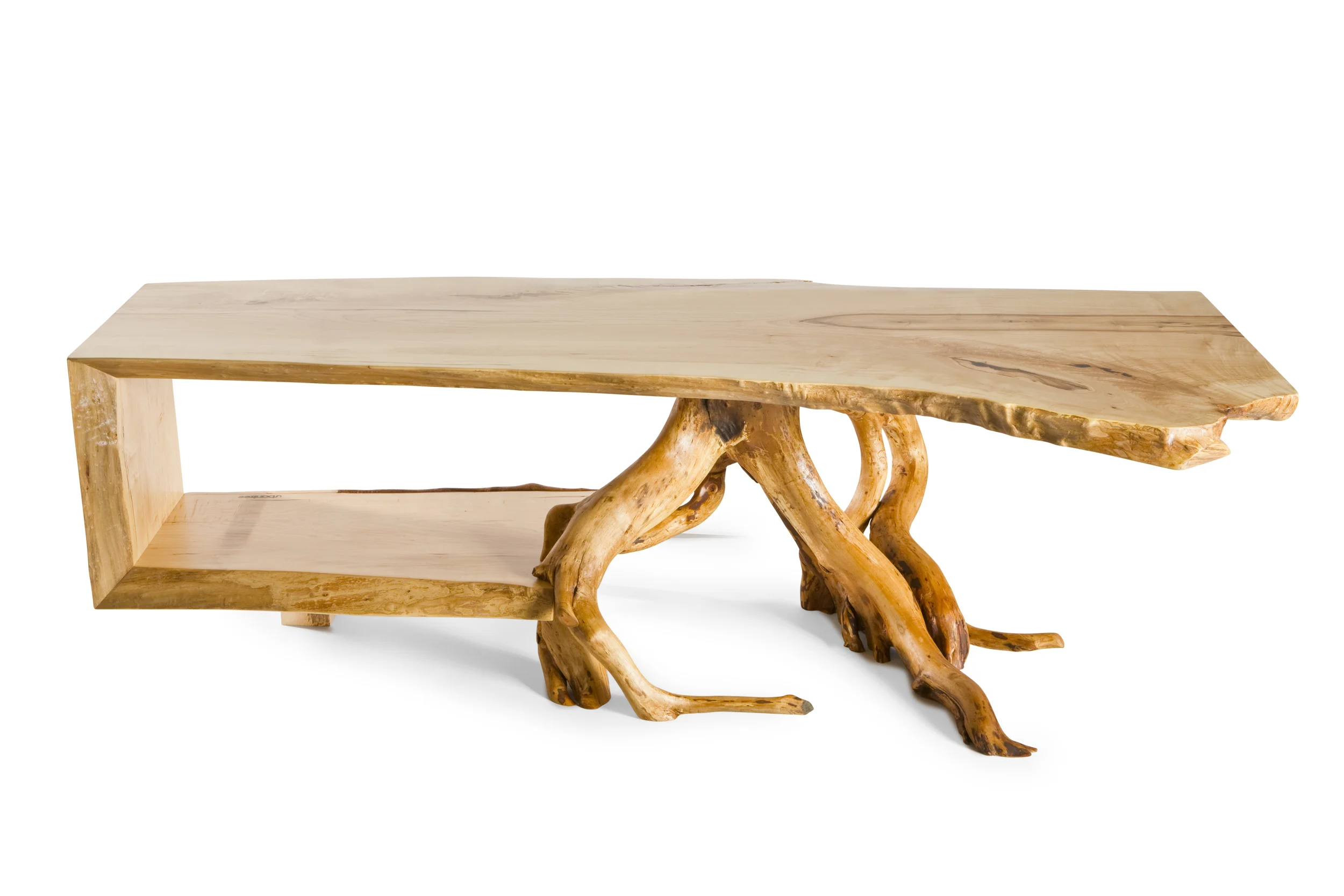 Folded sugar maple with found root support