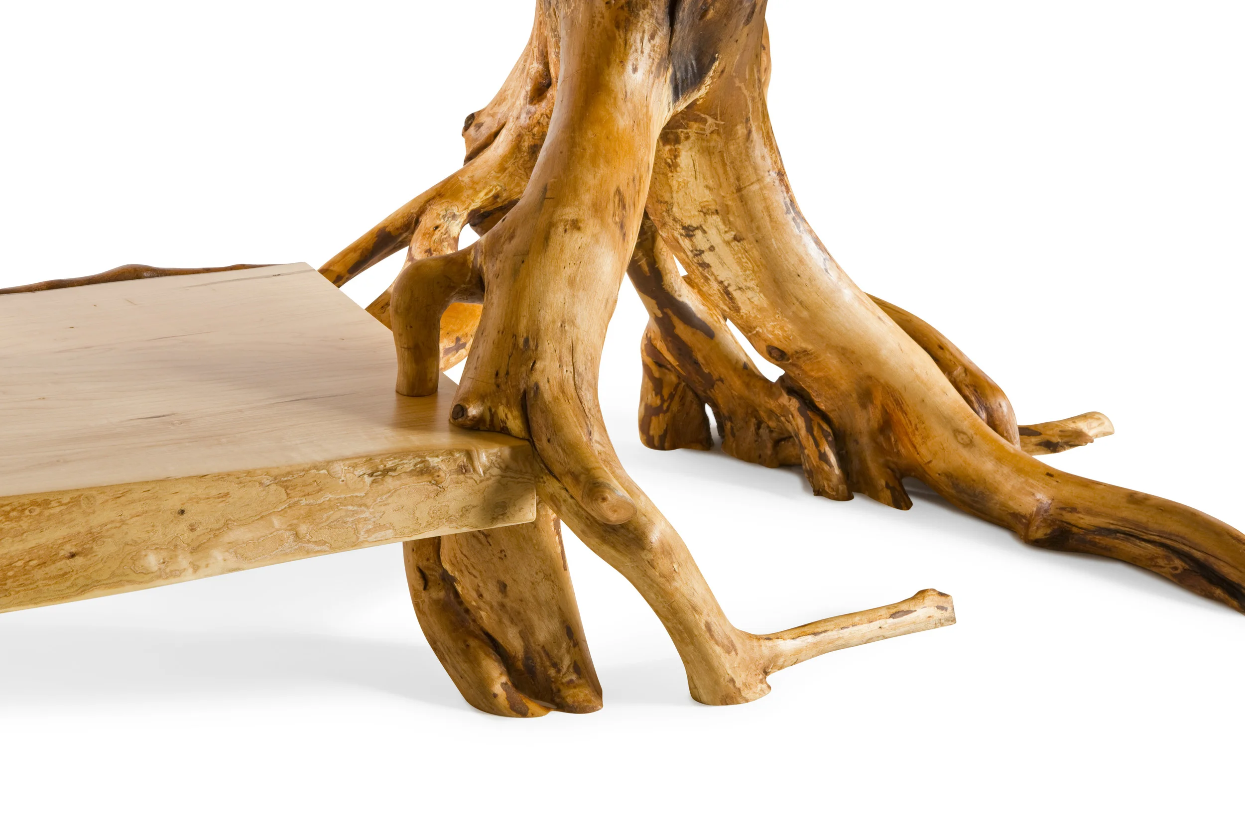 Folded sugar maple with found root support