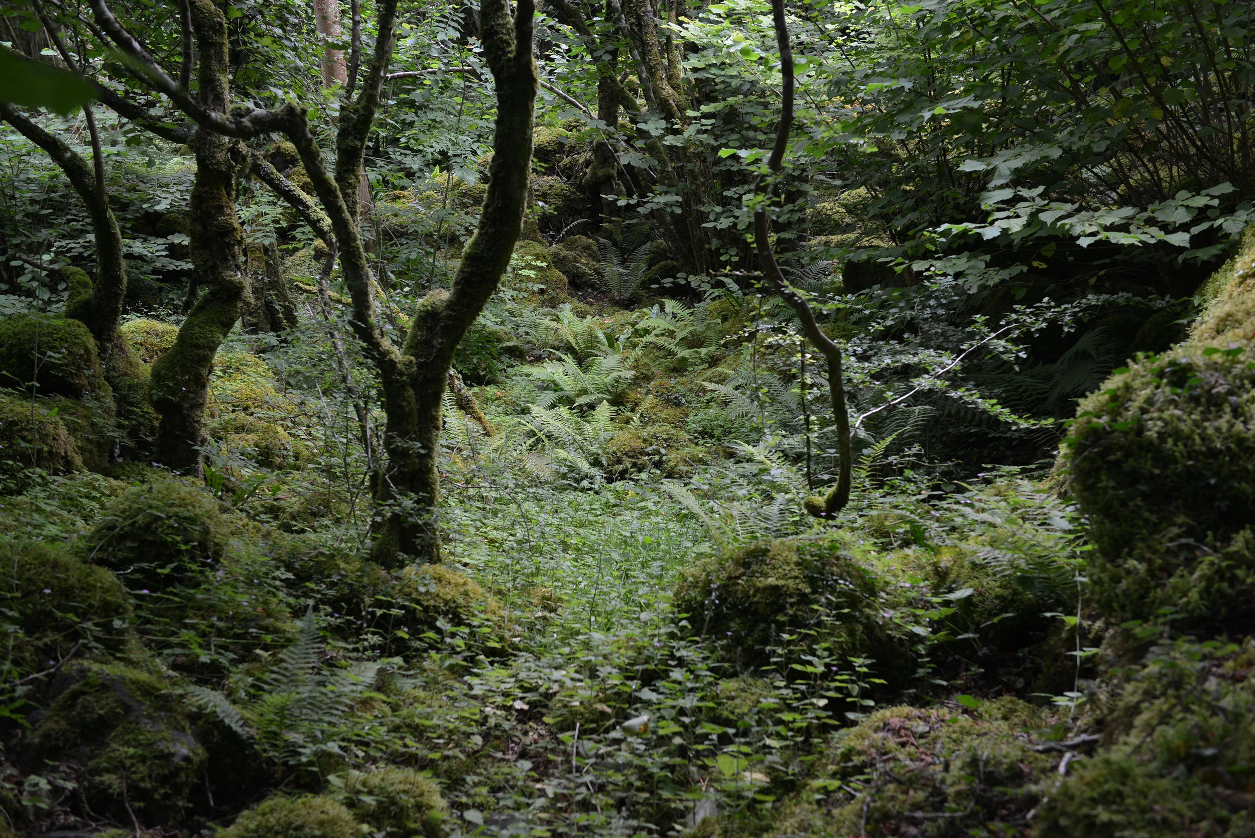  Where you come from is gone 