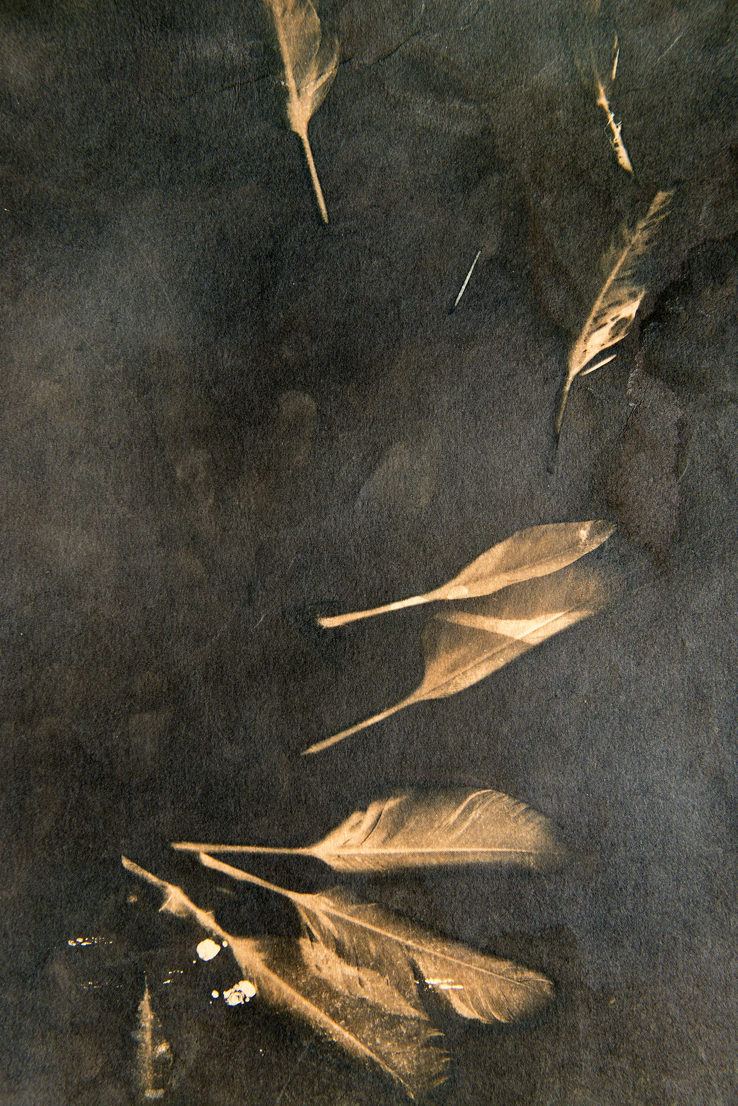 cyanotypefeathers copy.jpg