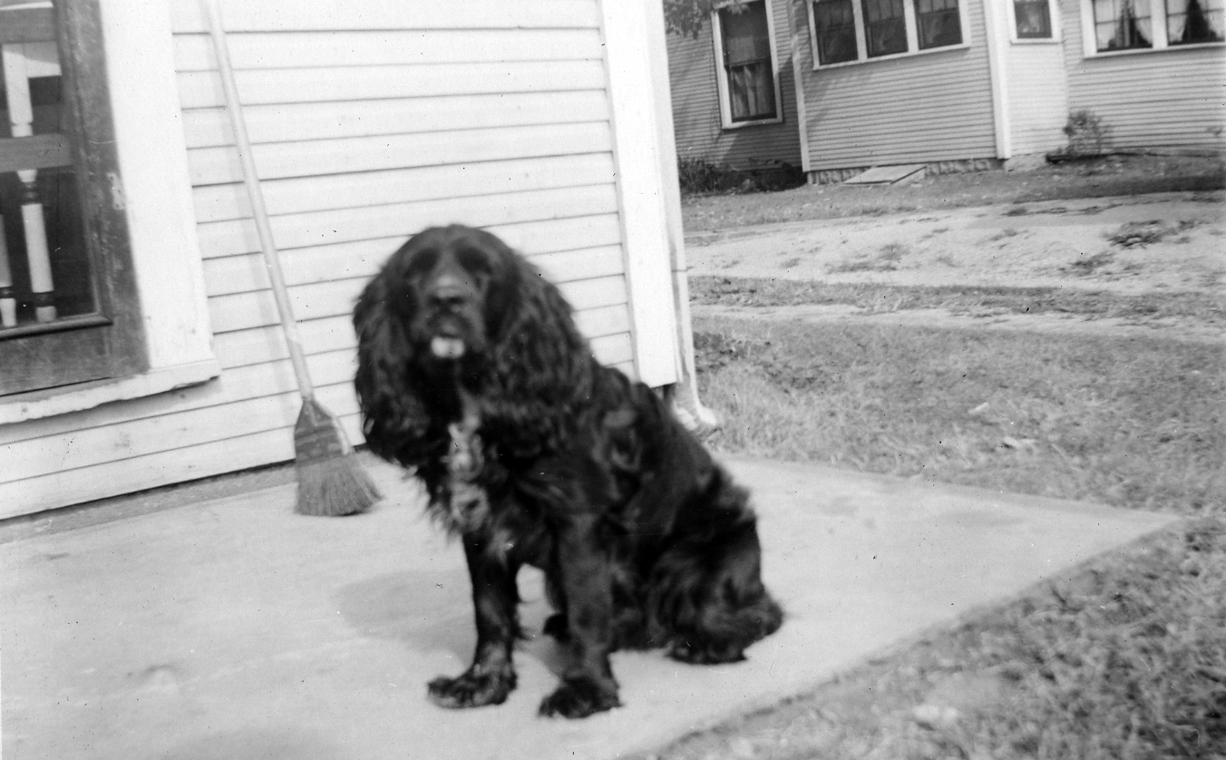 Noogie They had a cocker spaniel dog named Noogie. He wasn’t allowed in the house and was tied up outside in the yard most of the time. Eventually he got sick and died and Betty Jo always thought it was from being outside too much.