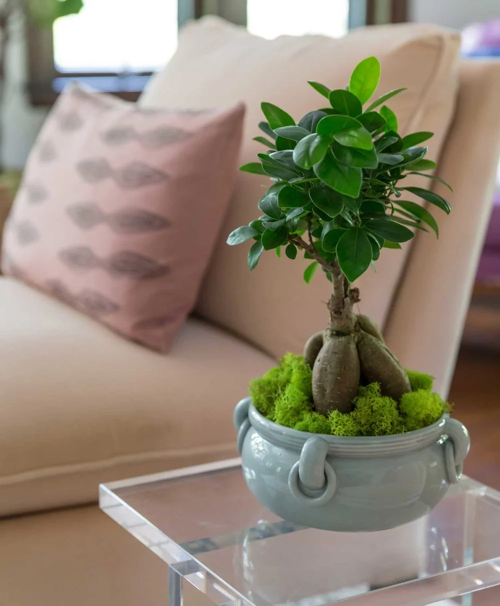 CLOTH & KIND :: Ann Arbor Hills Tudor, Living Room Plant Detail.jpg