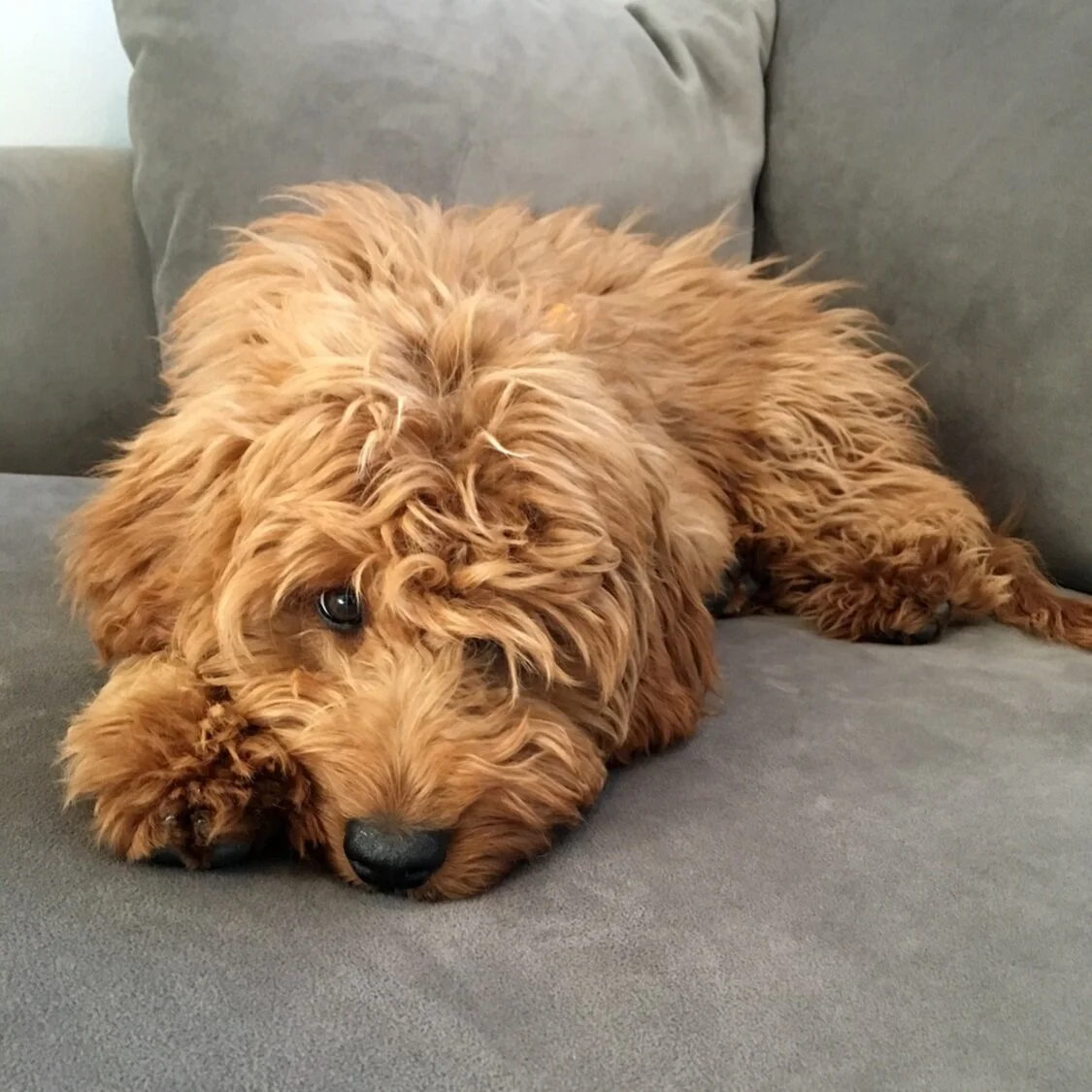 CLOTH & KIND // Furry Friends: Meet the Dogs