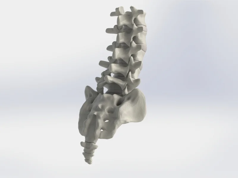 Lumbar Pic.JPG
