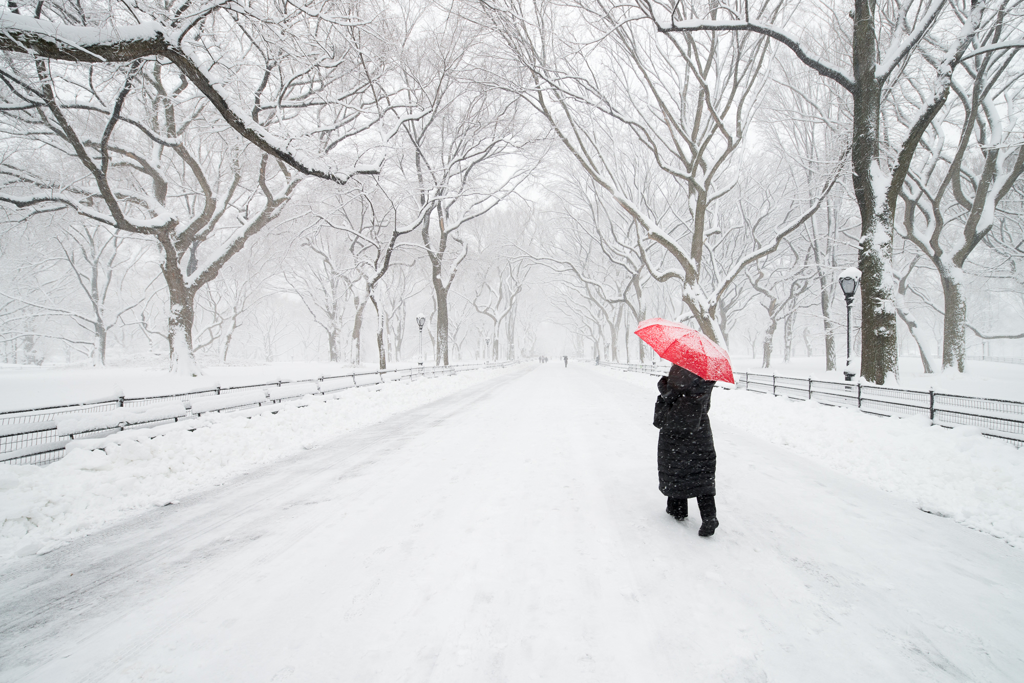 Central Park | New York City