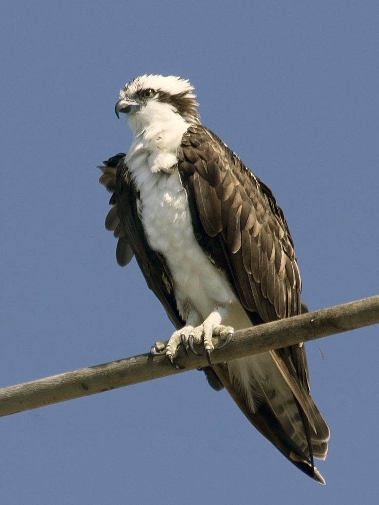 The Osprey. Photo by Michael L. Baird.