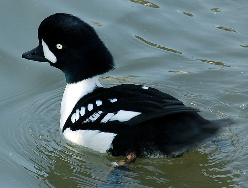 Barrow's goldeneye is a more uncommon sight on the Metolius.
