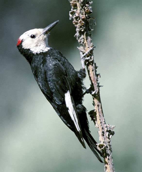 The white-headed woodpecker.