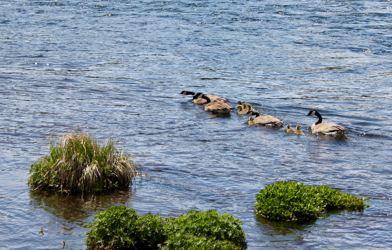 geese.jpg