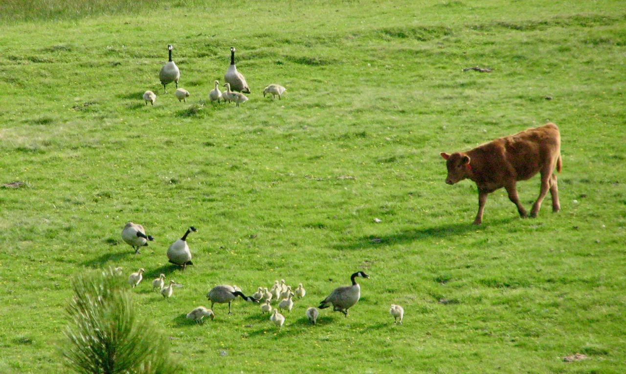 cowandgeese.jpg