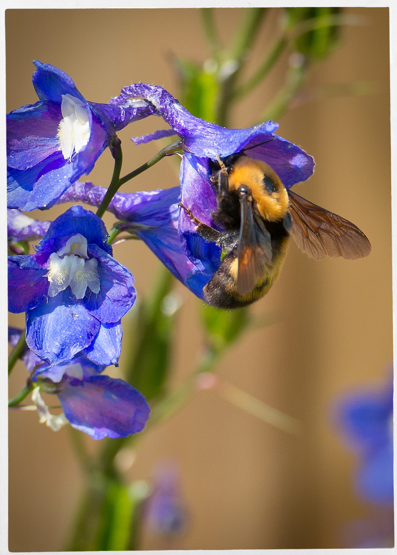 Bee's Knees