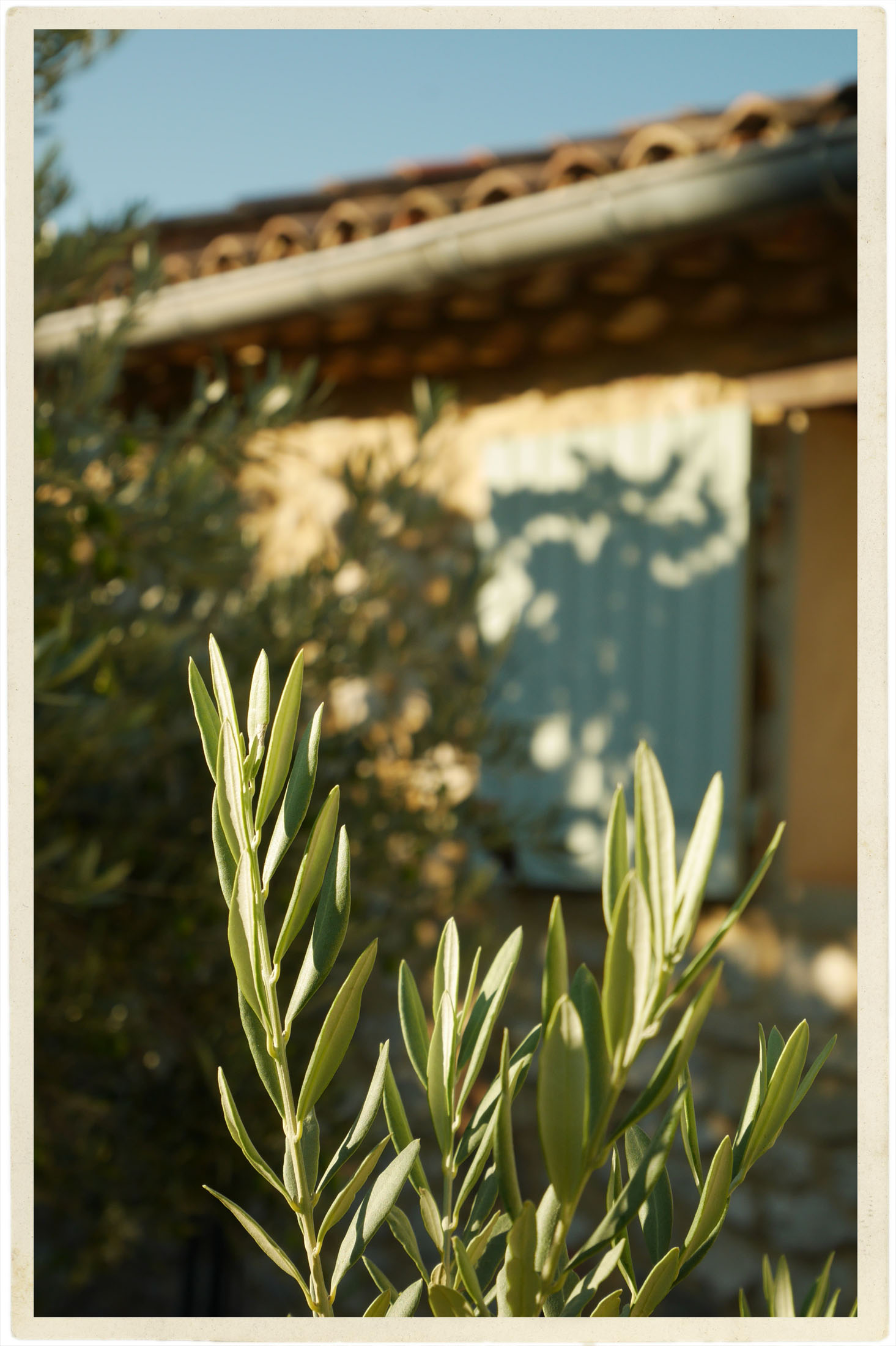Morning sunlight.
