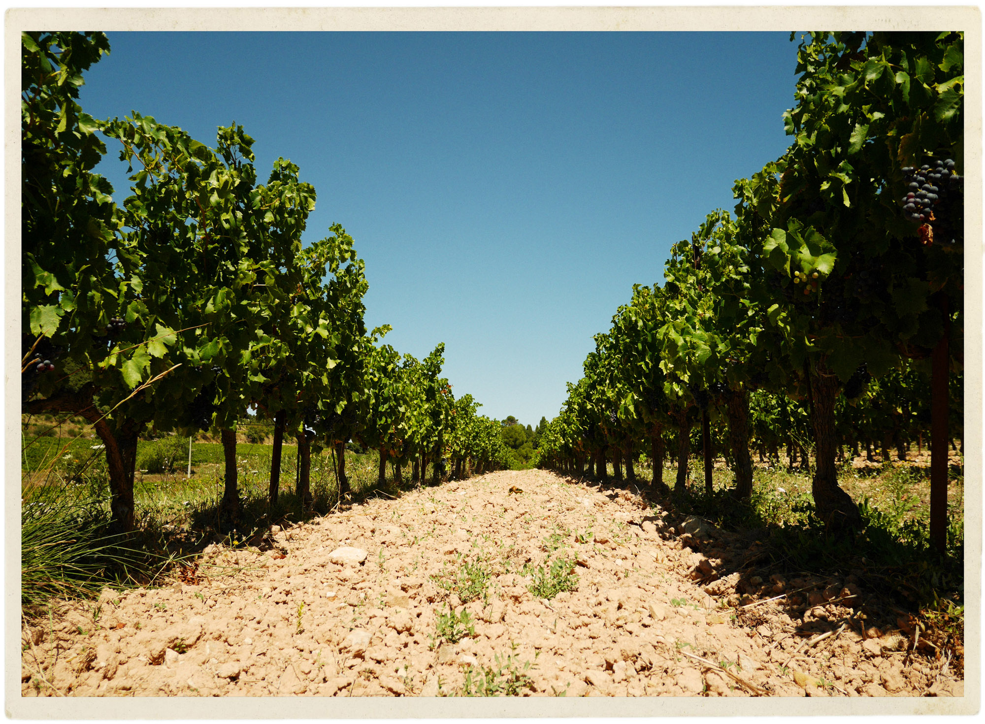 Perfect summery blue sky in the vines.