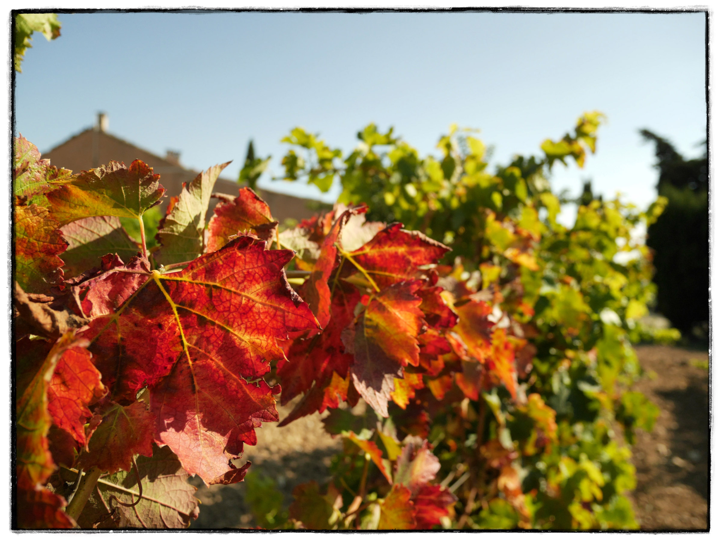 Harvest time in the vines