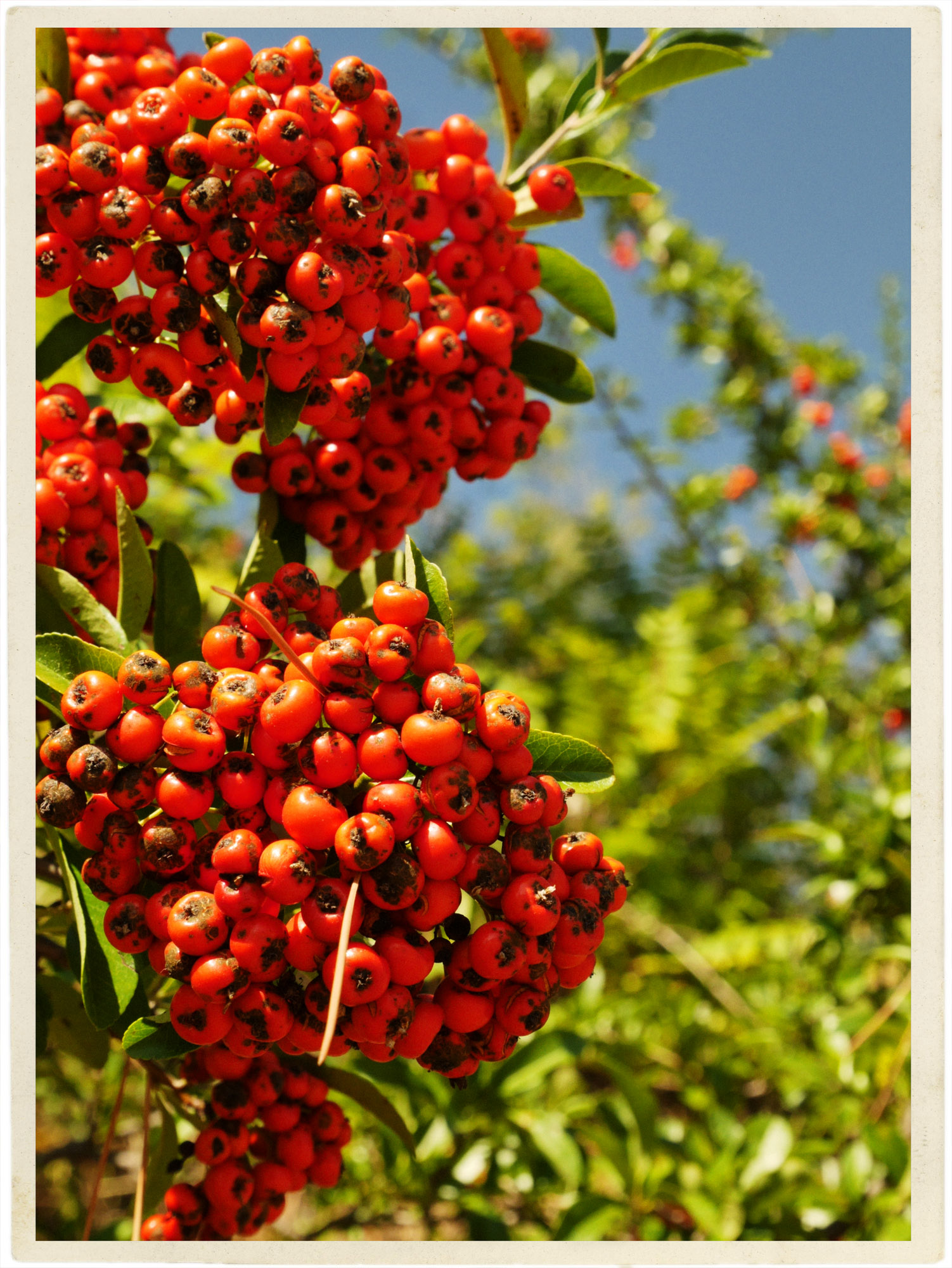 Autumn berries against a perfect blue sky.