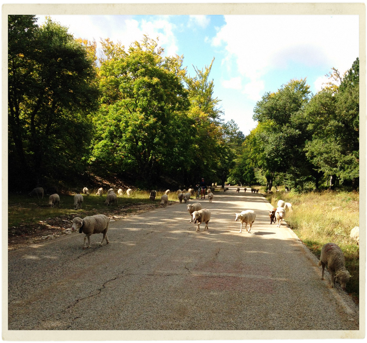 Herds of sheep scattered all the way up the road to the top of Ventoux made for an interesting ride!