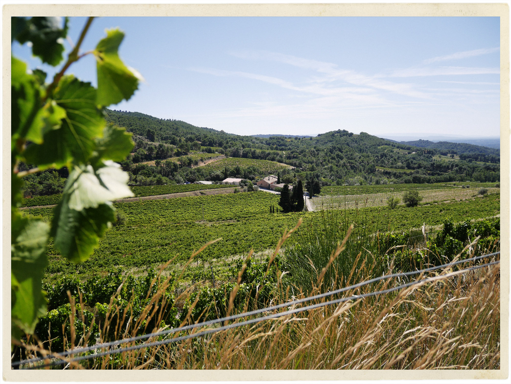 View from the top of the vineyard at Clos de Caveau.