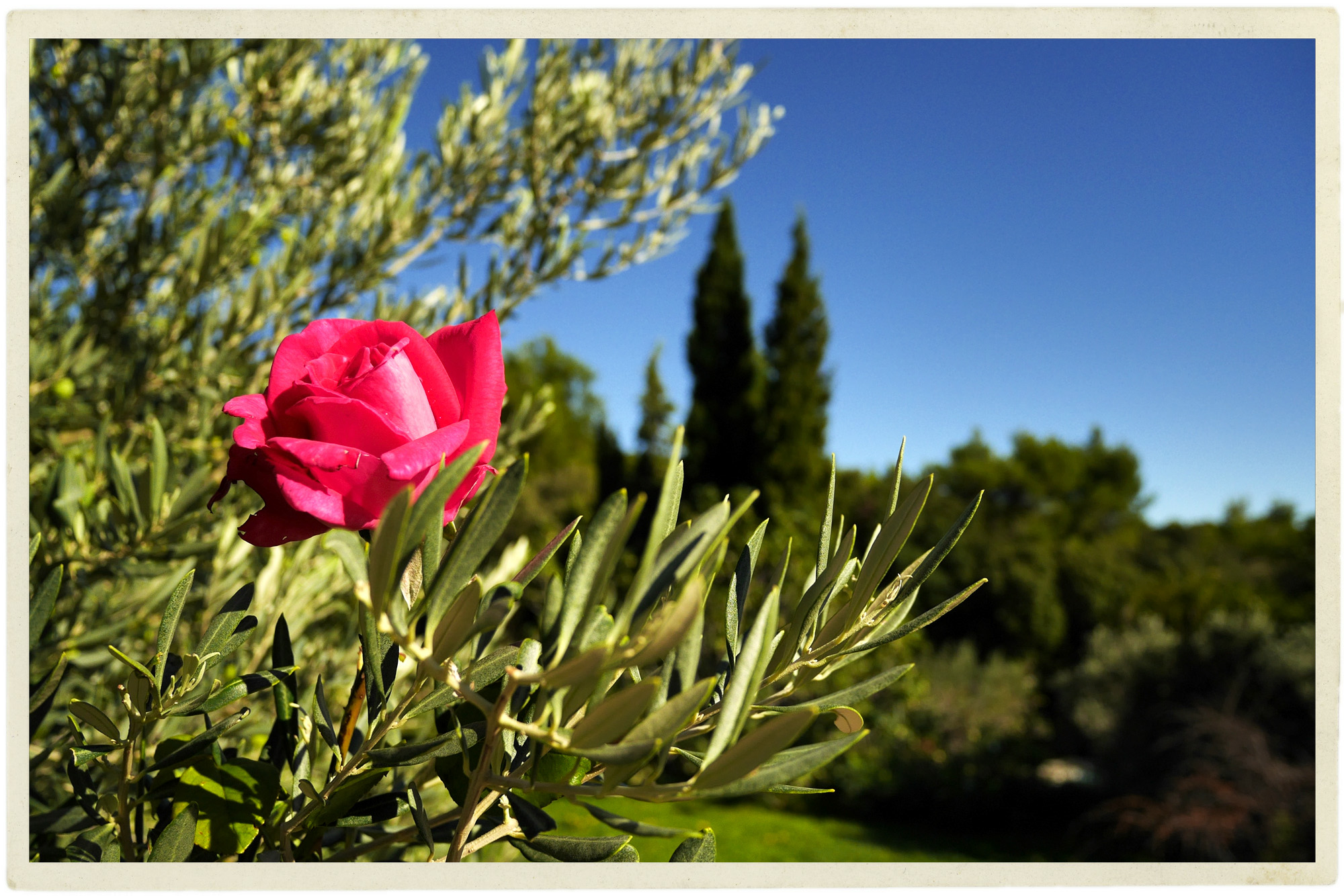One lone rose amidst the olives.